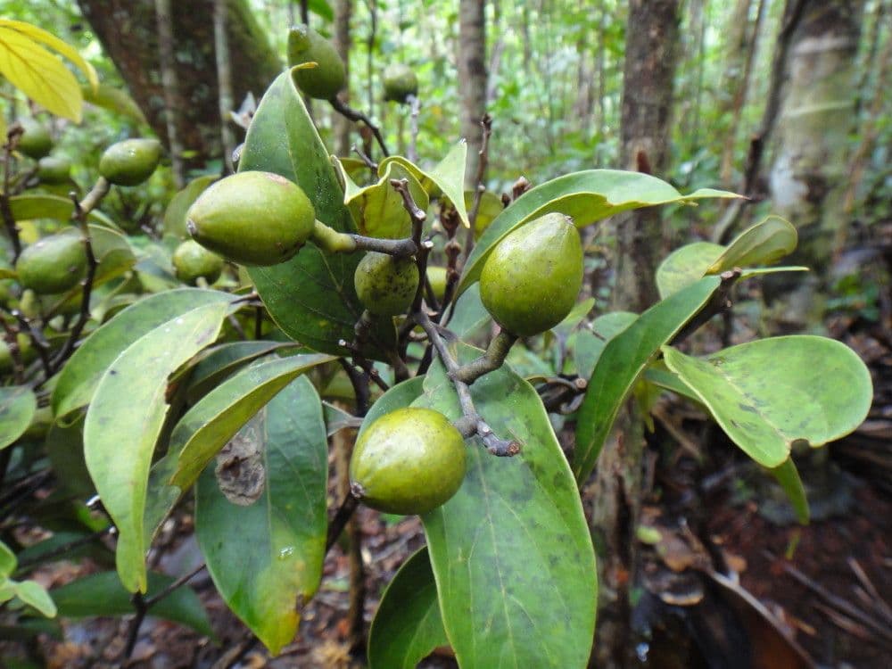 Cryptocarya 2