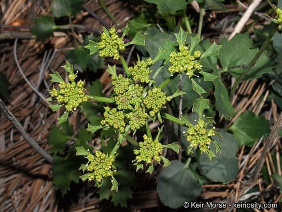 Lomatium 4