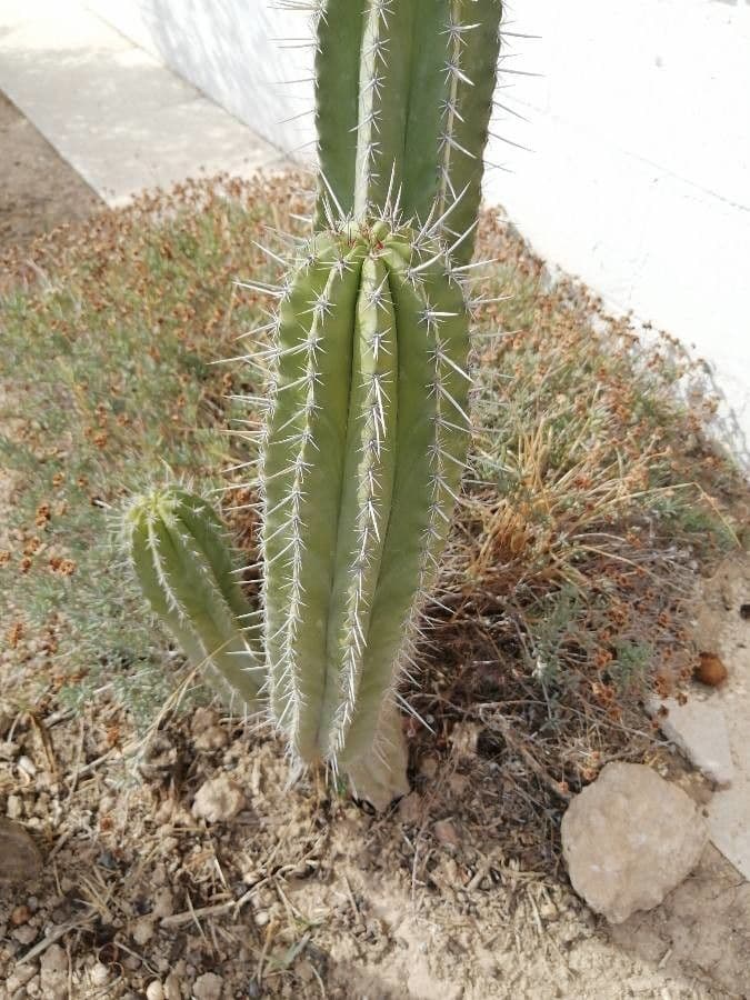 Stenocereus 5