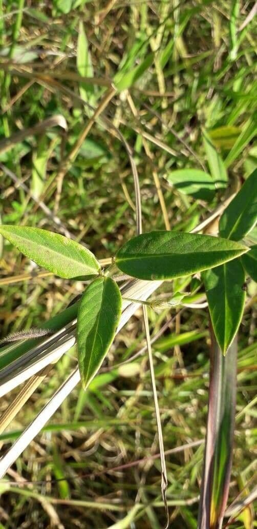 Clitoria falcata 8