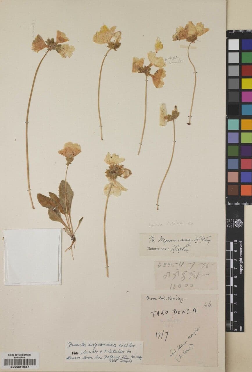 Primula 11