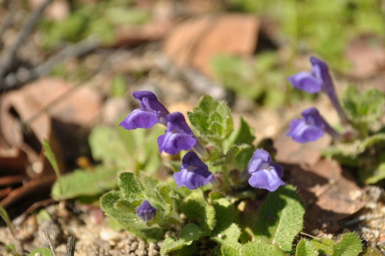 Scutellaria tuberosa 10