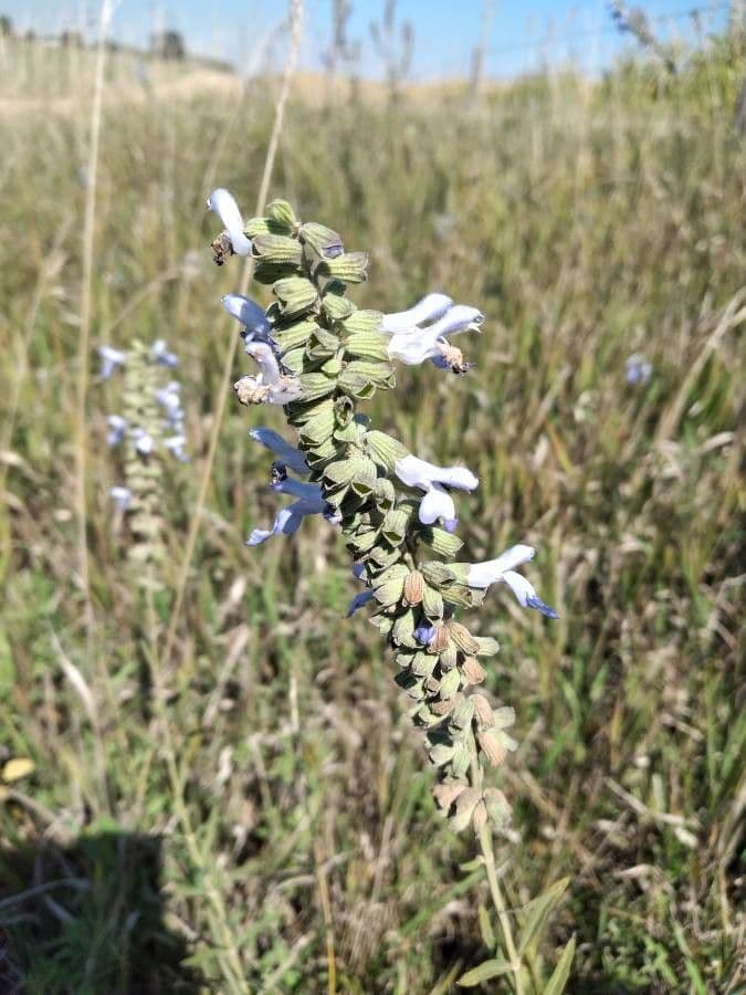 Salvia azurea 12
