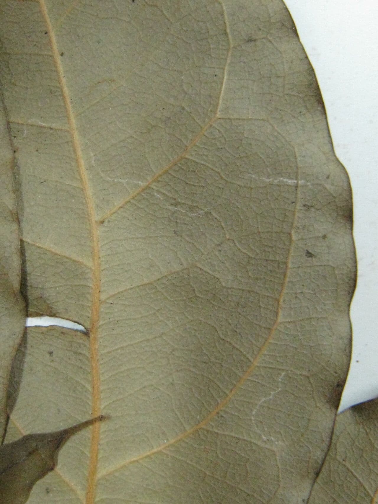 Ocotea cernua 21