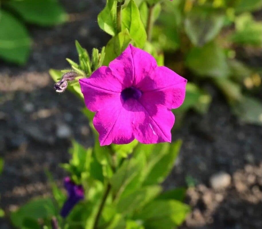 Petunia