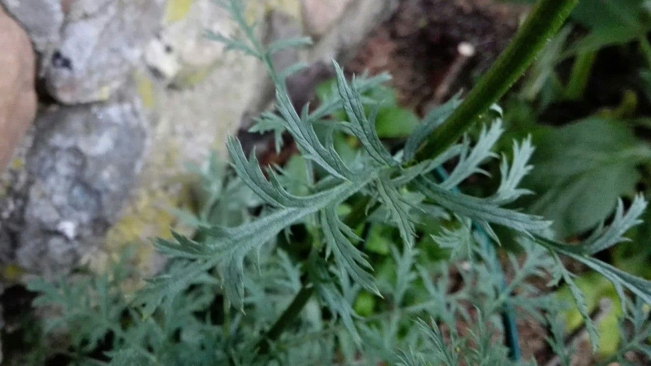 Tanaceto coccineo 12