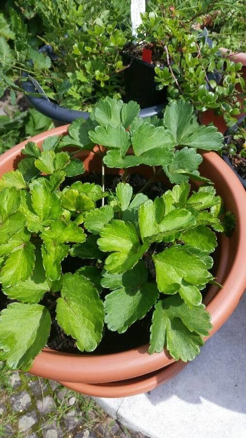 Ligusticum scoticum 16