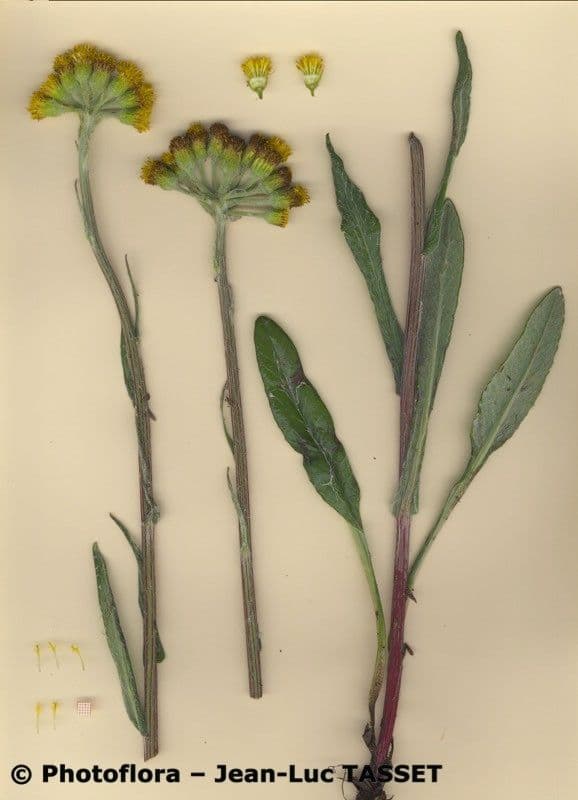 Tephroseris helenitis 34
