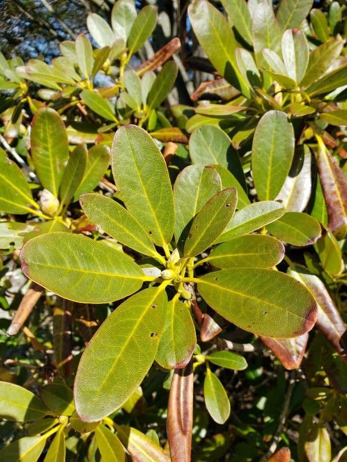 Rododendro lapponico 15