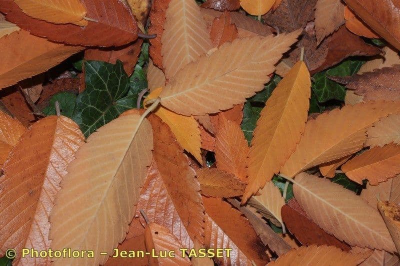 Zelkova 27
