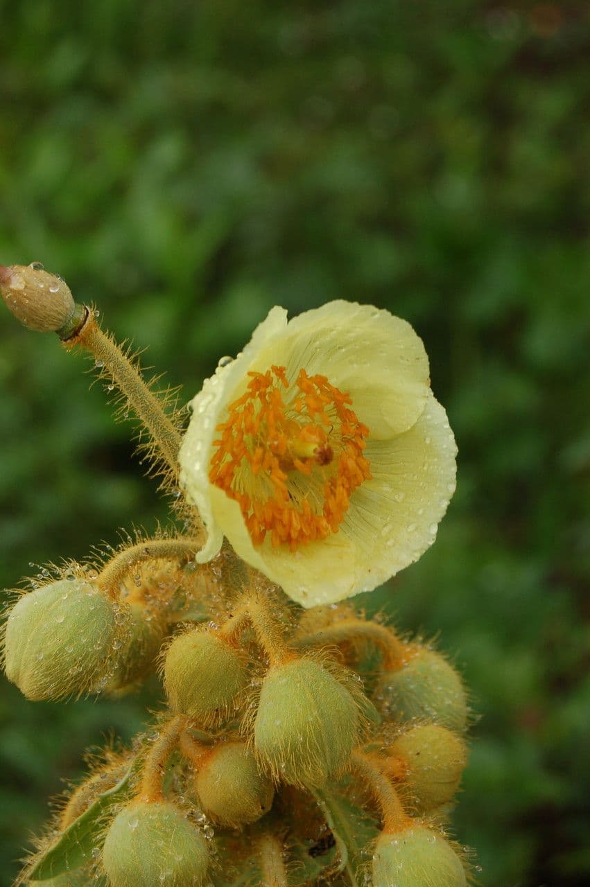 Mekonopsis 2