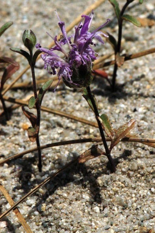 Monardella ondulata 6