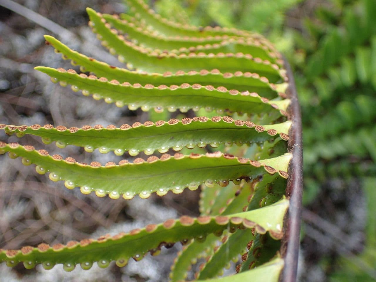 Nephrolepis 4