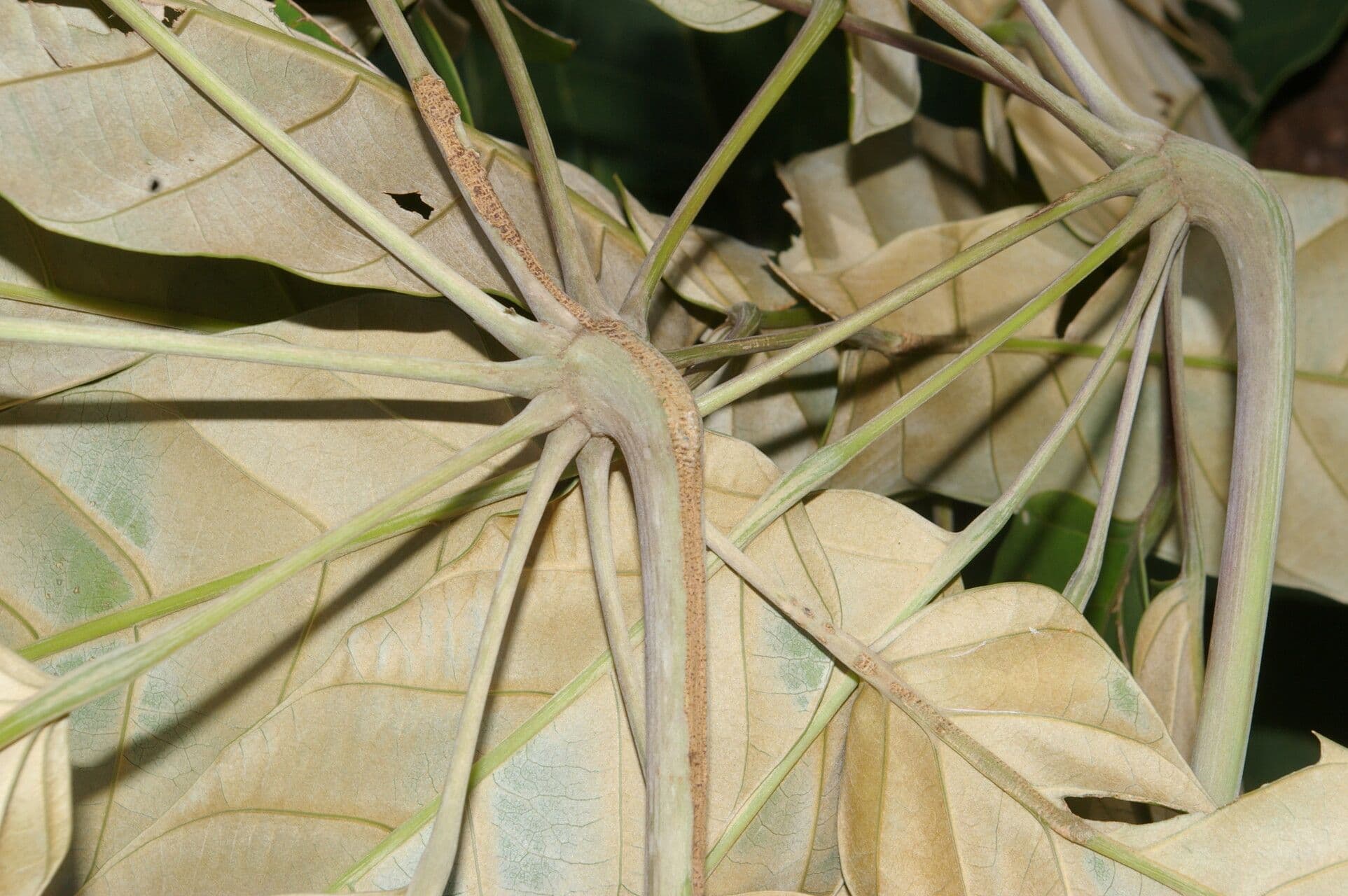 Yagrumo macho 5
