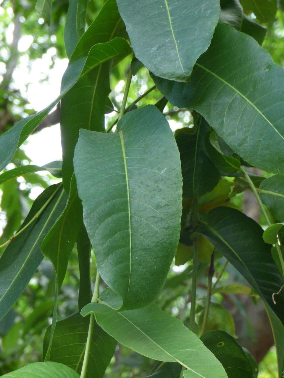 Terminalia arjuna 17