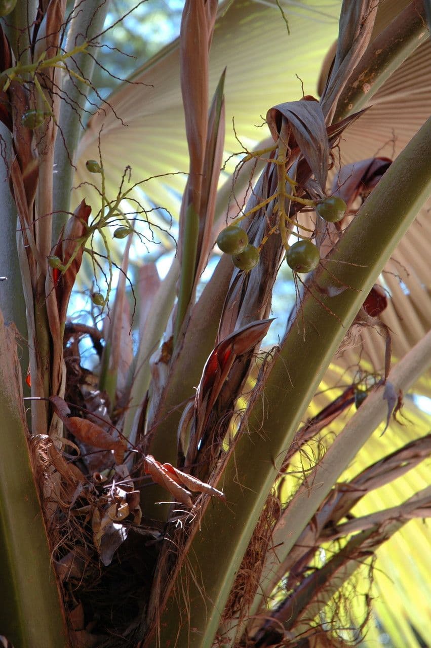 Pritchardia