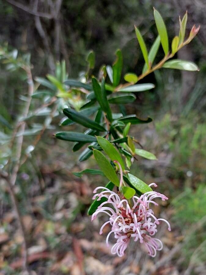 Grevillea sericea 6