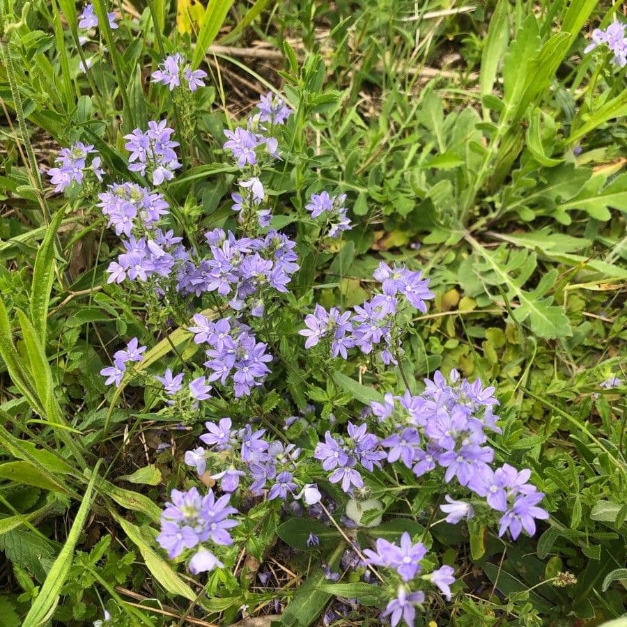 Veronica orsiniana 12