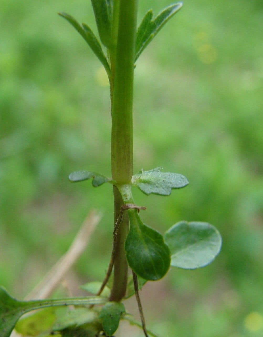 Viola con sperone 19