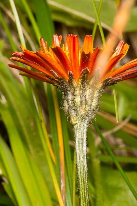 Crepis aurea 16