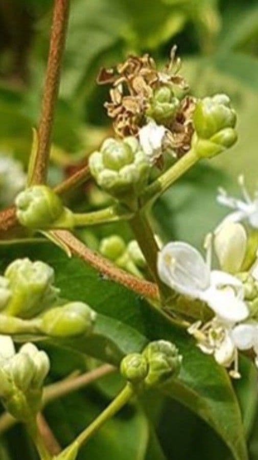 Fiore dei sette figli