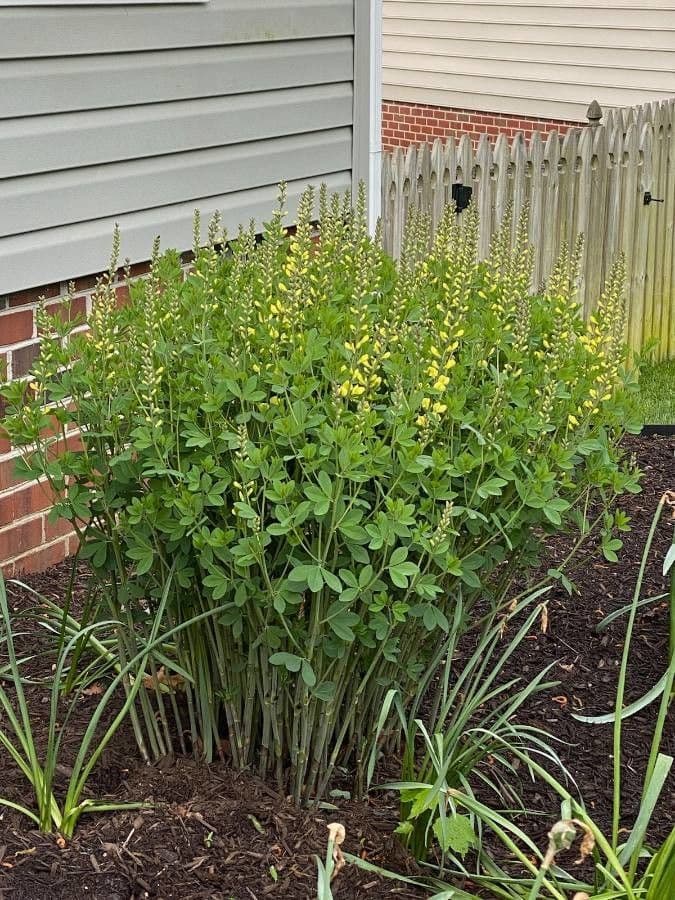 Baptisia 17