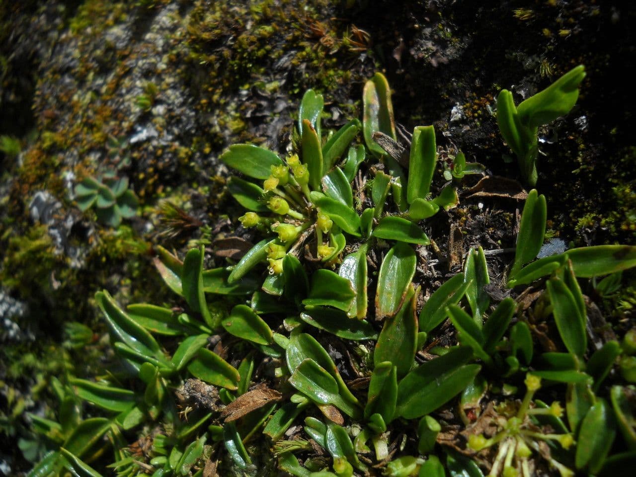 Azorella 2