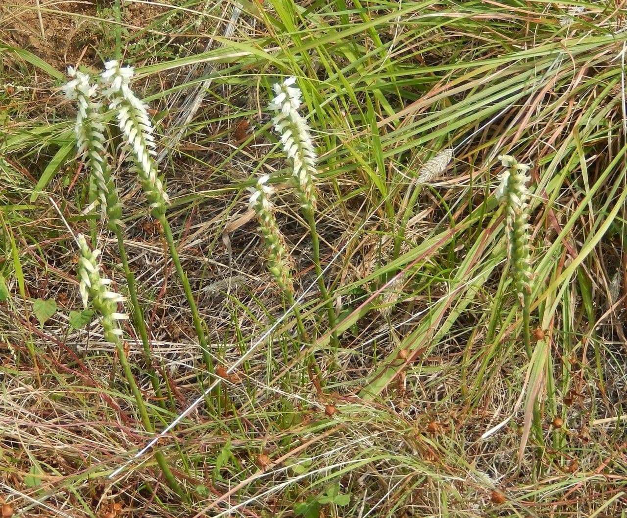 Spiranthes cernua 11