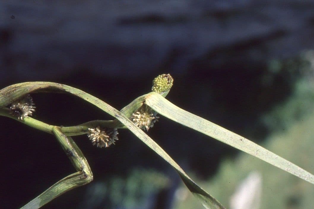 Schmalblättriger Igelkolben 25