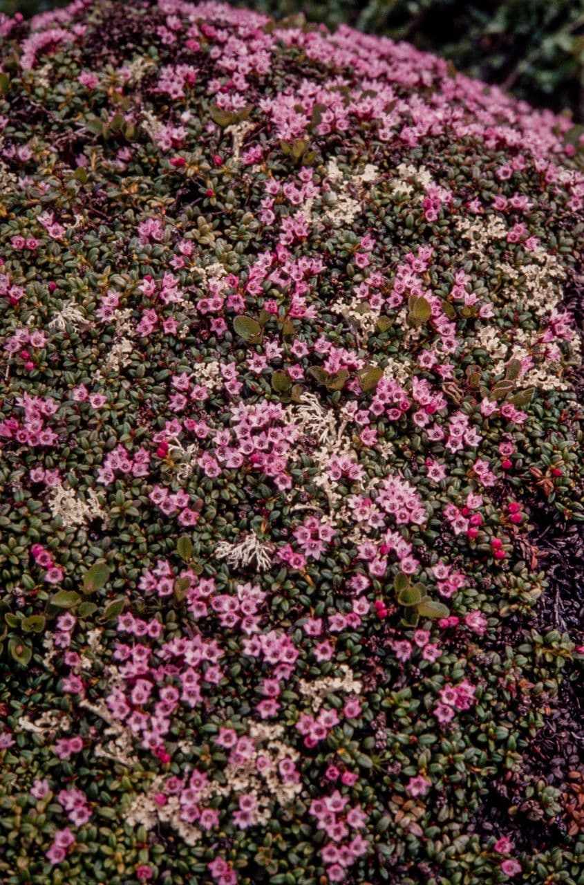 Azalea rastrera 6