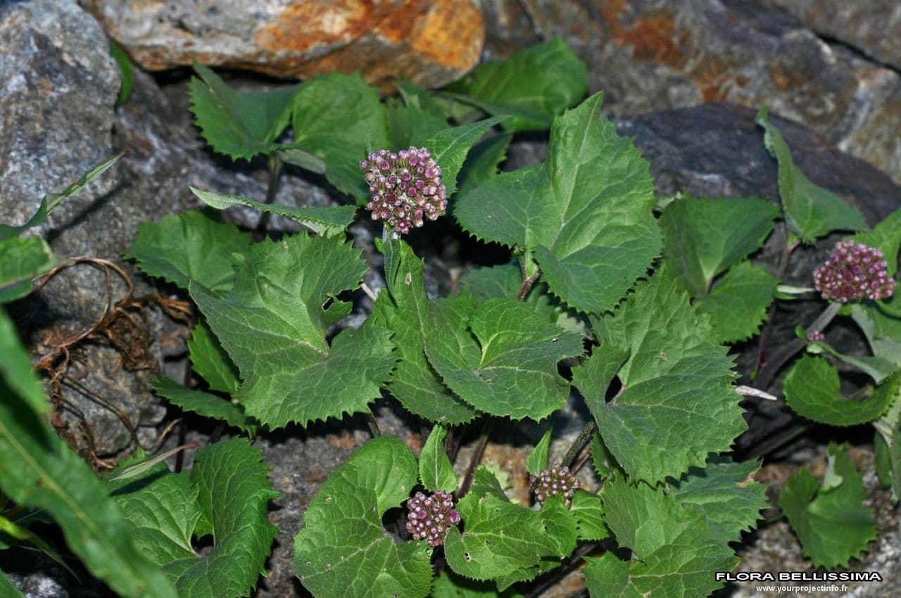 Cavolaccio bianco 9