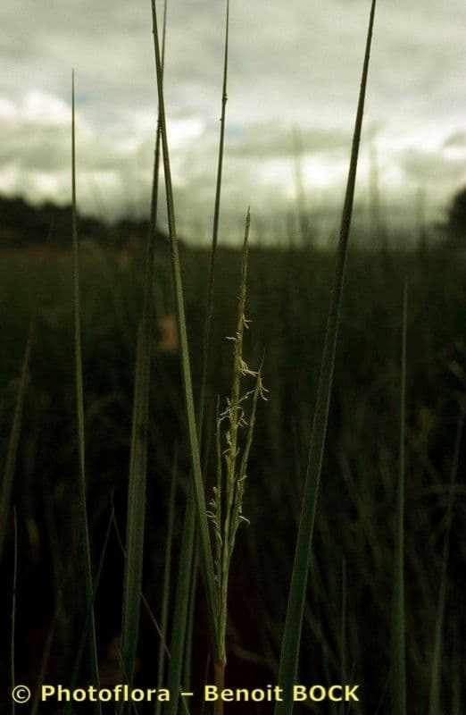 Smooth cordgrass 23