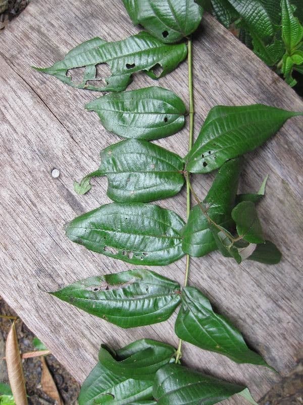 Miconia 2