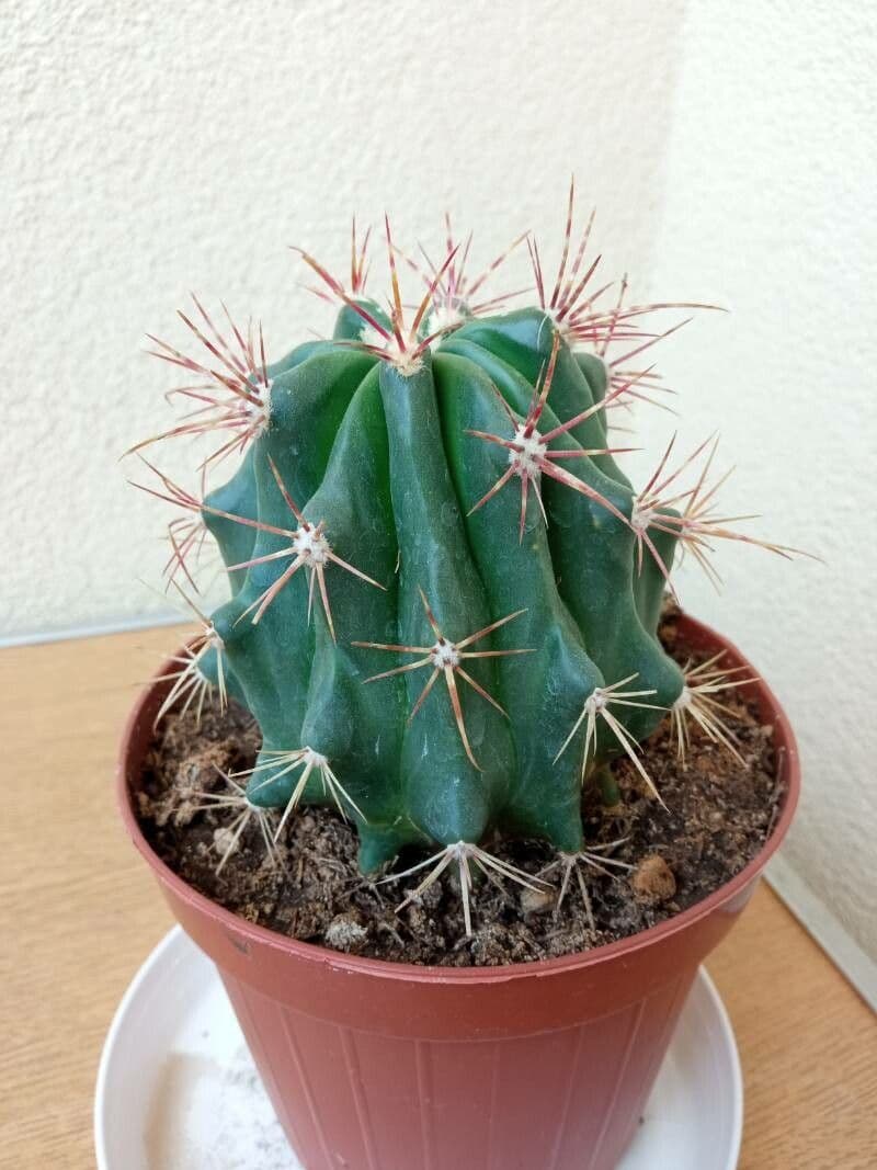 Cactus a botte di Emory 3