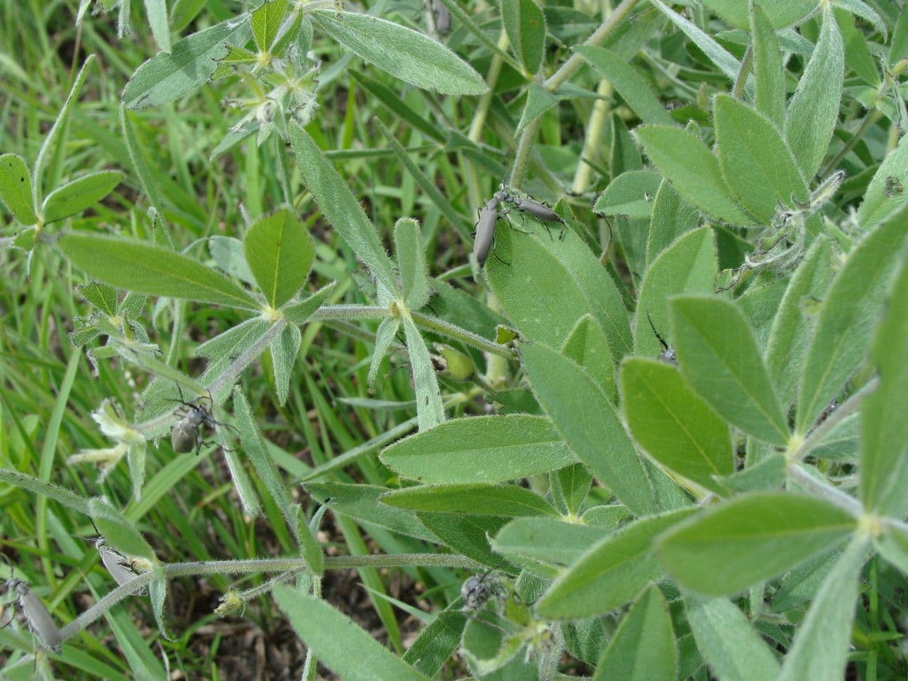Baptisia bracteata 17