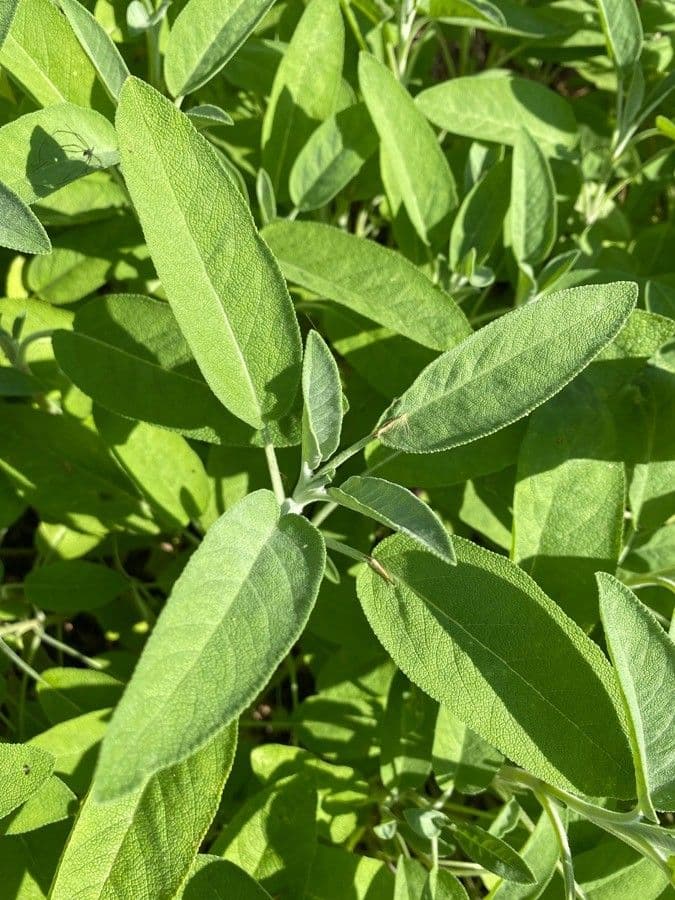 Šalvia lekárska 18