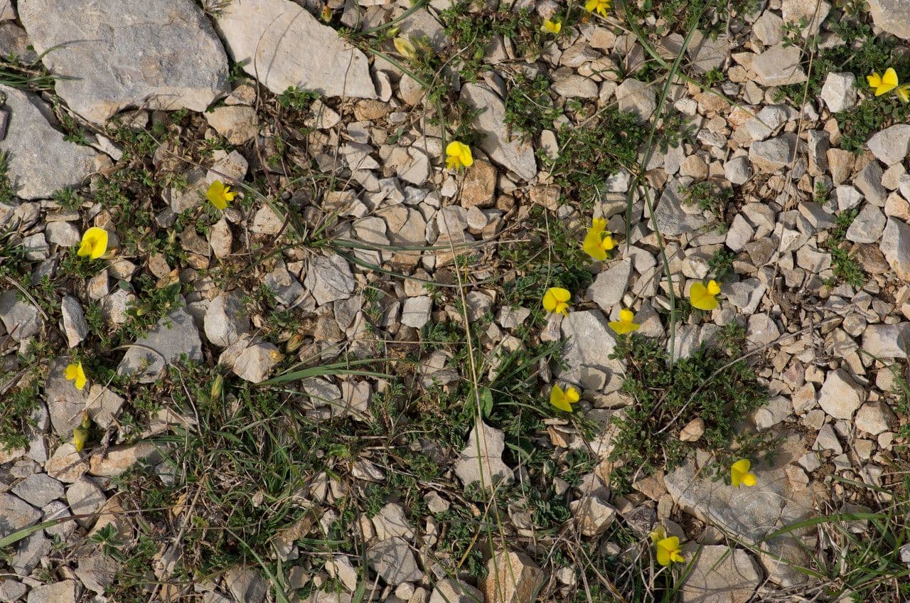 Ononis striata 9