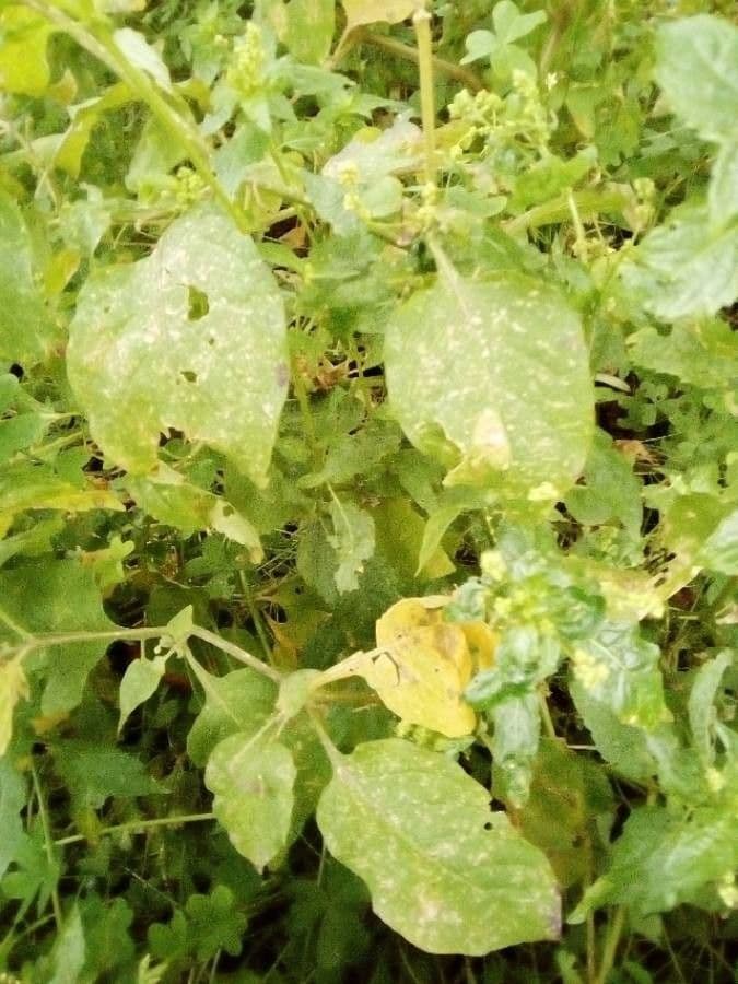 Solanum chenopodioides 22