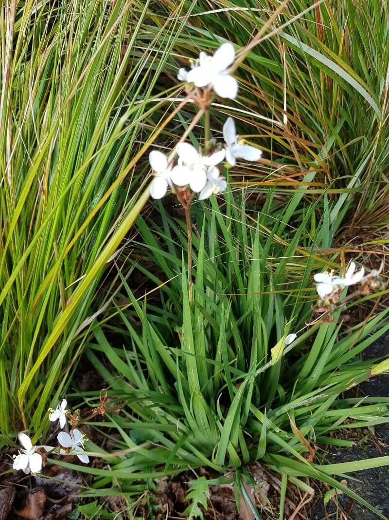 Fiore di raso del Cile 11