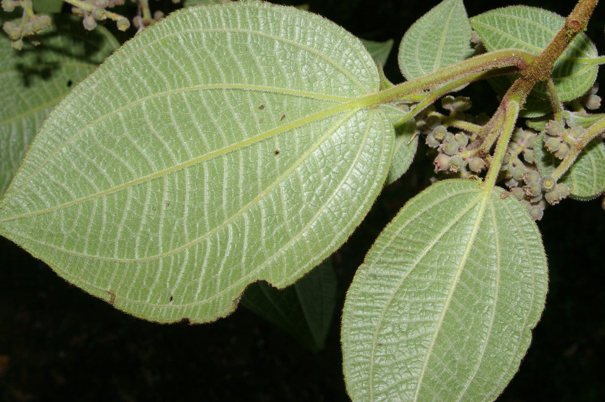 Miconia 10