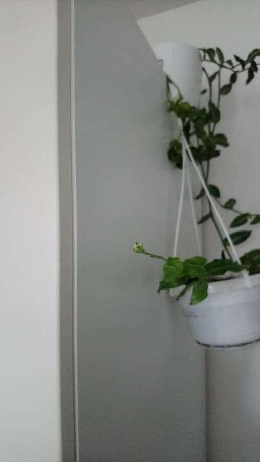 Callisia 2