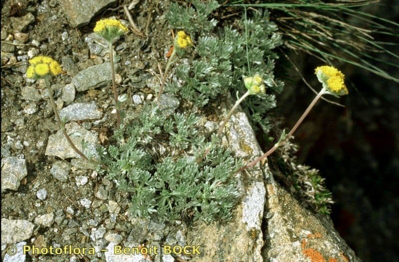 Artemisia glaciale 17