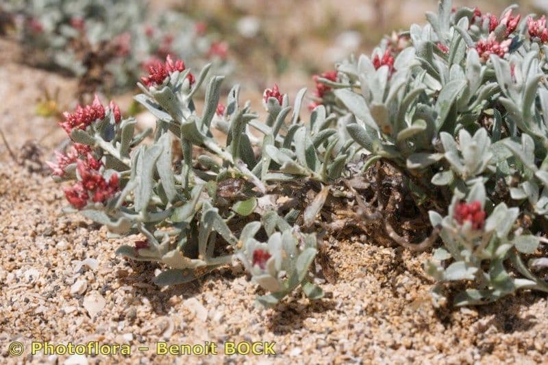 Strohblume 5