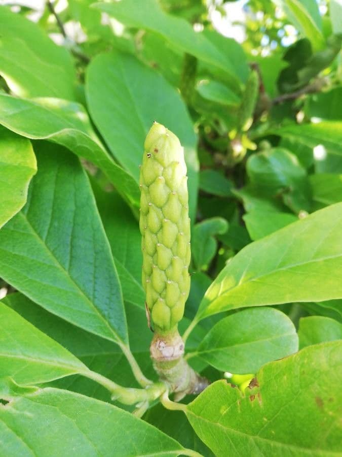 Magnolia denudata 2