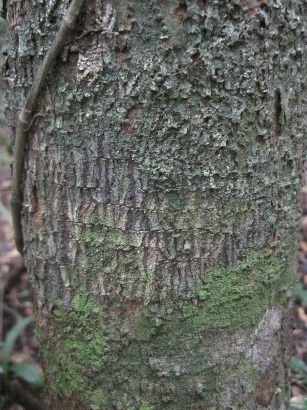Dendrobangia 11