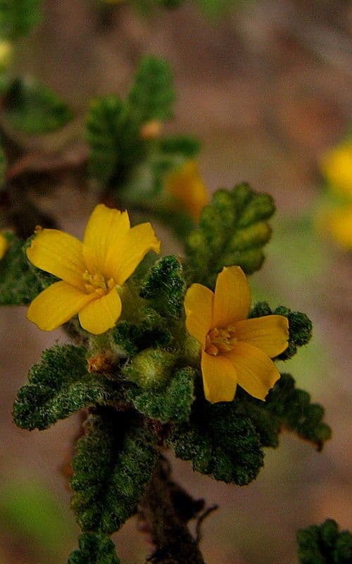 Turnera diffusa 11