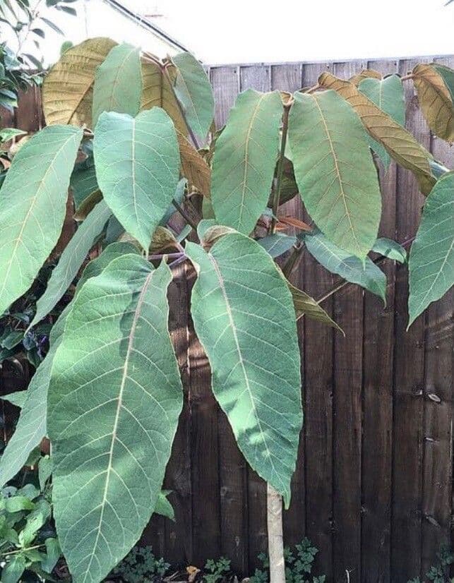 Schefflera