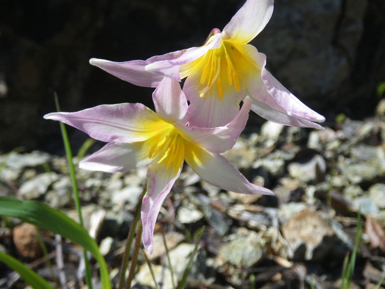 Eritronio del Pacifico 4
