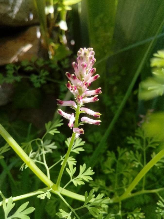 Kleinblütiges Erdrauch 10