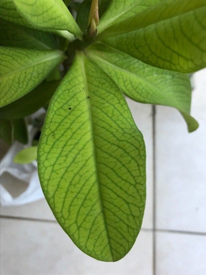 Himatanthus 8